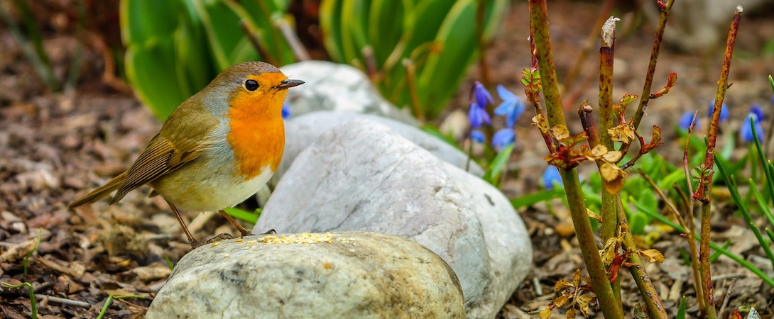 a small robin on a stone outside