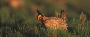 prairie chicken outdoors