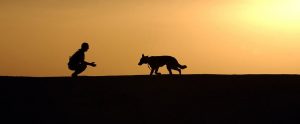 the silhouette of a dog running up to its owner