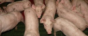 dirty pigs in a crowded intensive factory farm