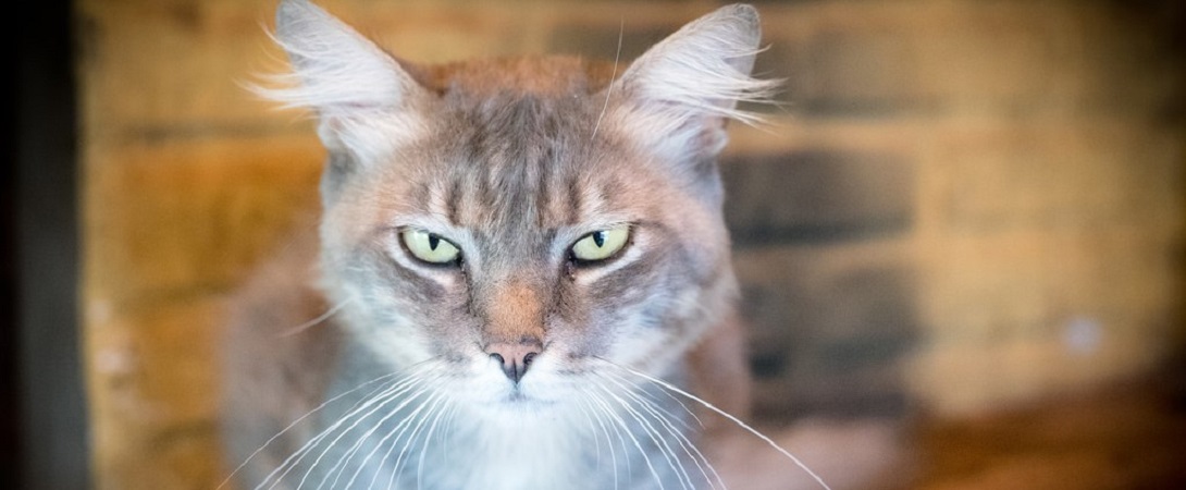 angry cat
