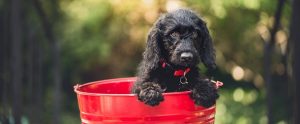 a dog in a red bucket