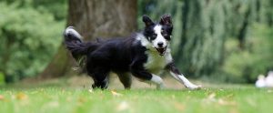 a border collie running outside in nature