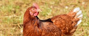 a chicken outside looking sideways