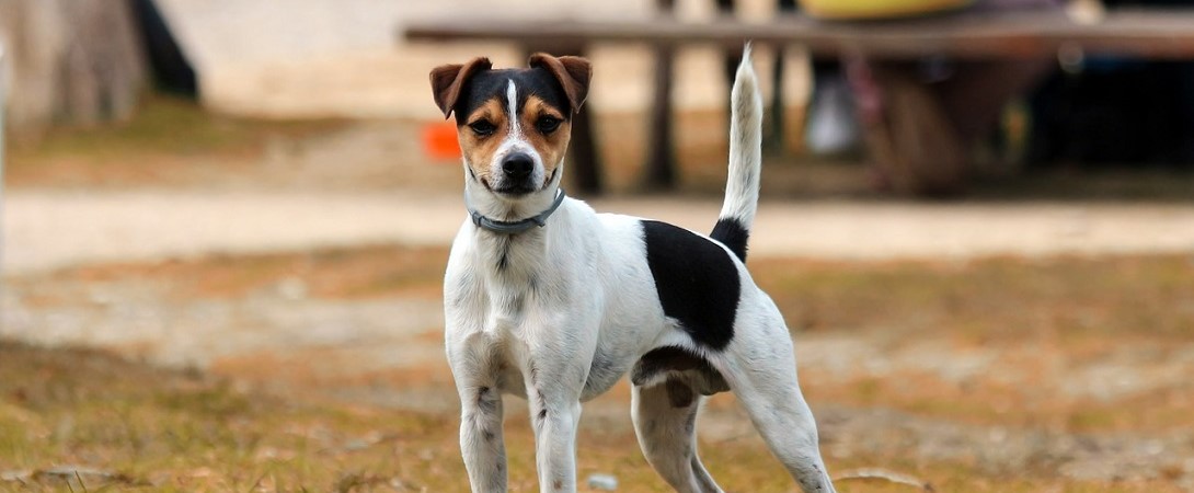 skinny dog outside