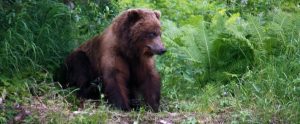 a grizzly bear in the woods