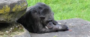 a monkey sleeping on a rock in a zoo