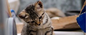 kitten roaming from home