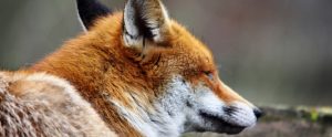 fox