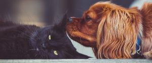 cat and dog next to each other