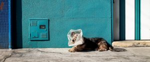 a dog outside wearing a dog cone