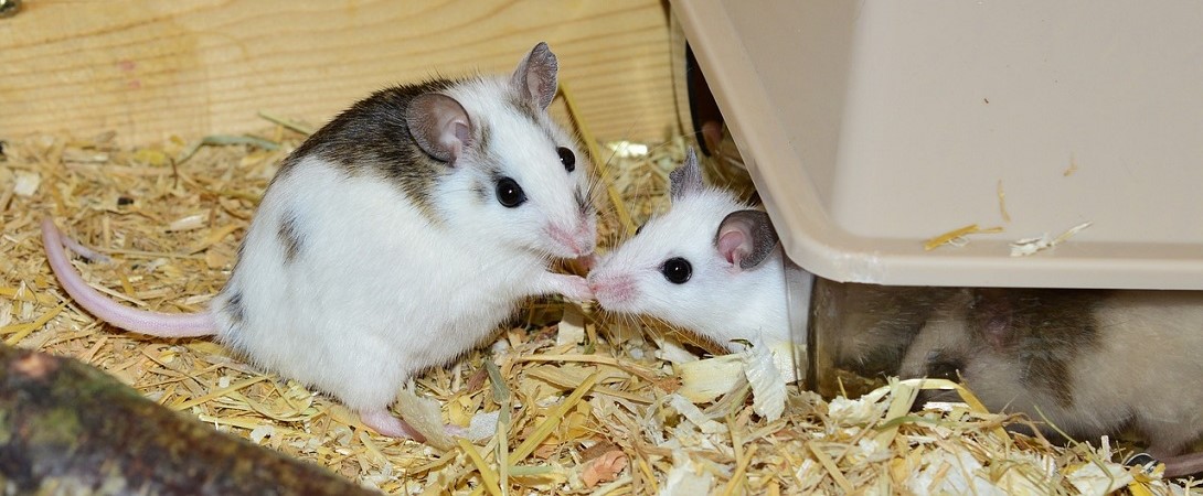 two research mice in an enclosure