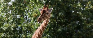 a giraffe's neck and head