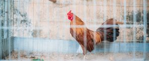 chicken locked behind a fence