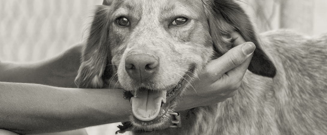 black and white image of a dog being petted