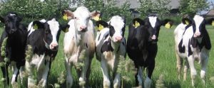 dairy cows lined up on a field