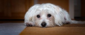 sad dog lying on the floor