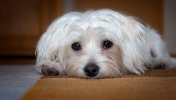 sad dog lying on the floor