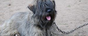 a dog on a chain lead