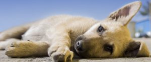 dog lying on the floor