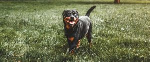 a rottweiler walking in the grass