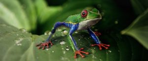 Herpetofauna pet-keeping