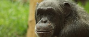 a chimpanzee smiling