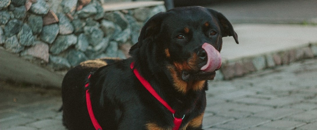 a rottweiler licking his nose