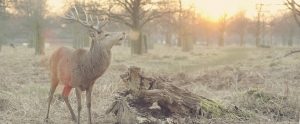 isolated deer in woods