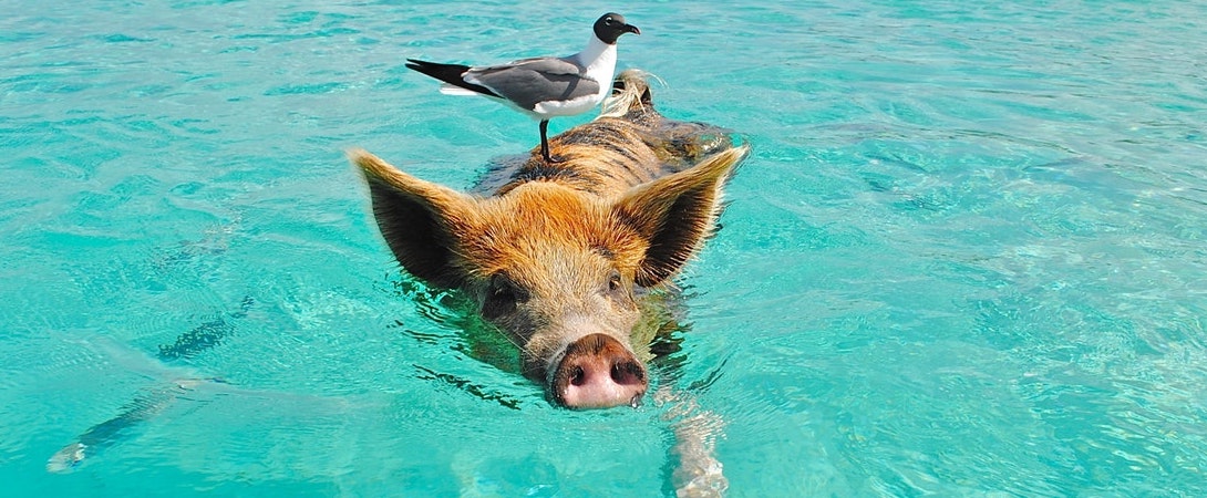 pig swimming with a seagull standing it