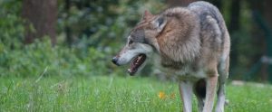 wolf walking outdoors