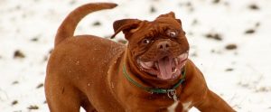 Bordeaux playing in the snow