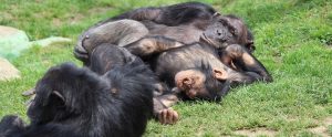chimpanzees chilling together