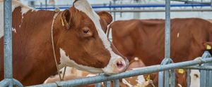 brown cows enclosed on a farm