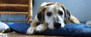 dog lying on dog bed