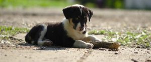 dog sitting on pavement with a stick between its paws
