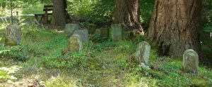 an animal graveyard in the forest