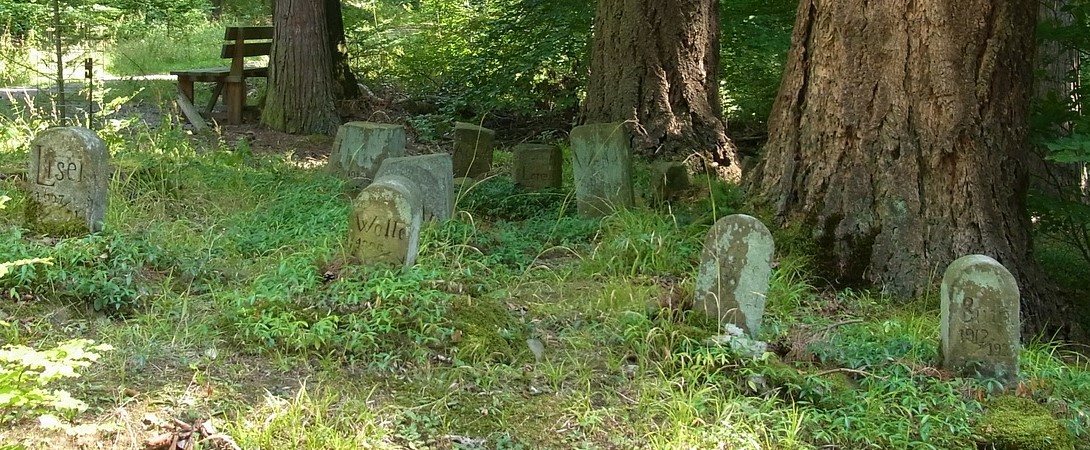 an animal graveyard in the forest