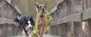 two dogs running and playing together with a toy rope on a bridge