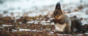 a squirrel outside in the snow