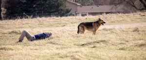 a German Shepard near a man lying down in the field