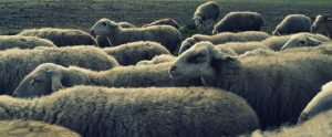 a flock of sheep