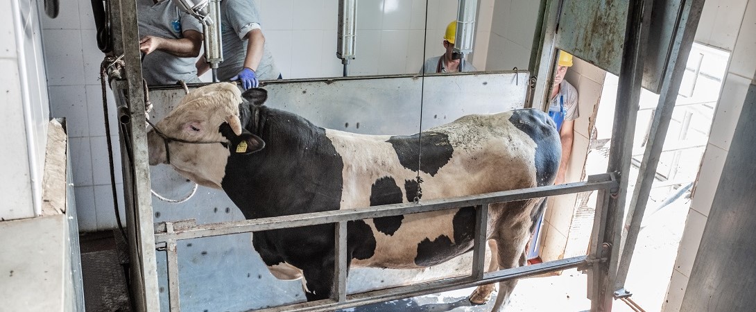 a cow being slaughtered by slaughterhouse workers