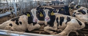dairy cows on a factory farm
