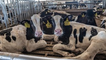 dairy cows on a factory farm