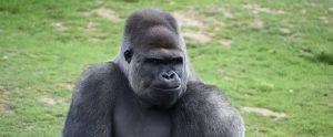 a big gorilla