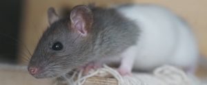 research rat