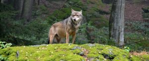 a wolf in nature