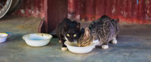 two stray cats drinking from a bowl