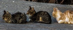 feral cats lying down on the sidewalk